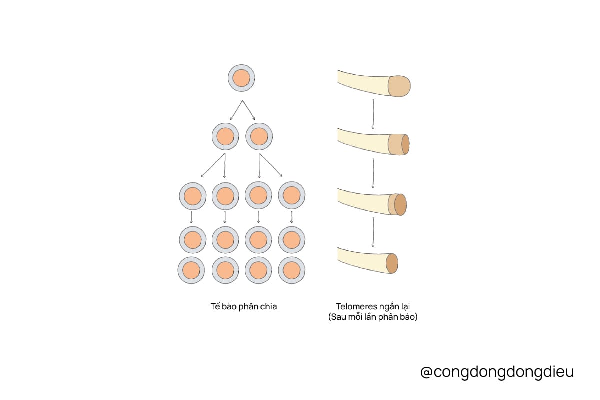 Chỉ vì tác dụng phụ của retinol mà cai retinol, anti retinol?