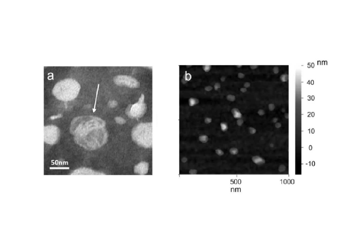 Exosome trong da liễu thẩm mỹ: Nên tin hay không?