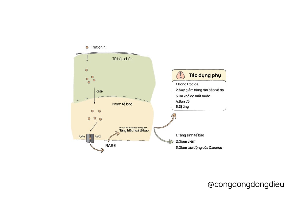 Kích ứng do tretinoin - Cơ chế và cách khắc phục