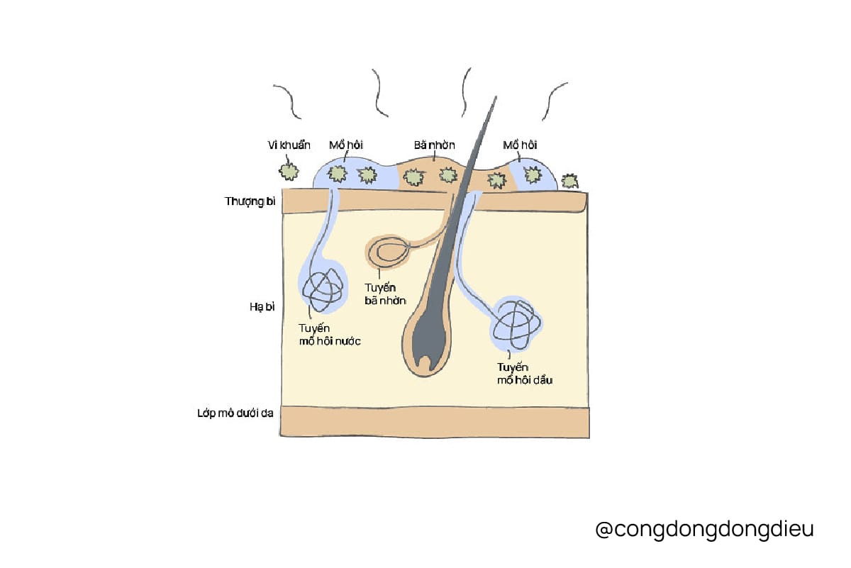 Mồ hôi và câu chuyện mùi hương