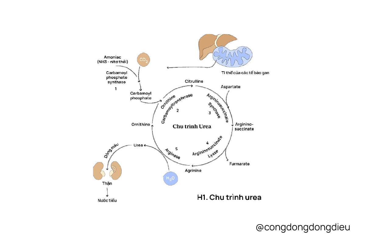 Urea và câu chuyện “nước thánh” trong làm đẹp