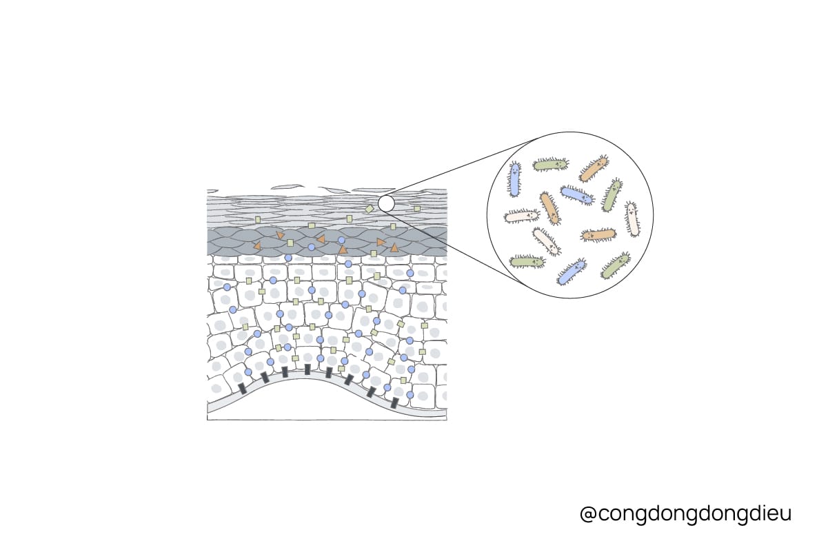 Hệ vi sinh trên da - Nơi cư ngụ của hàng triệu vi khuẩn