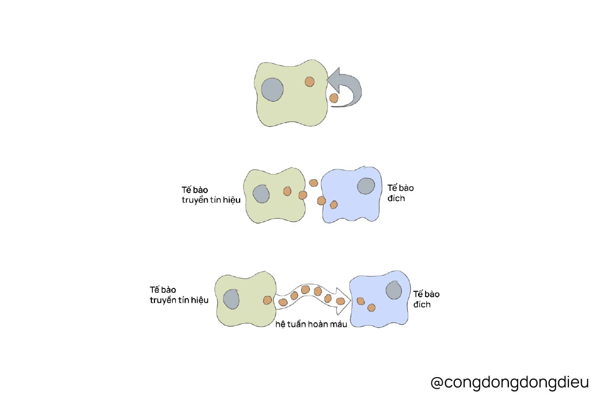 Yếu tố tăng trưởng trong mỹ phẩm