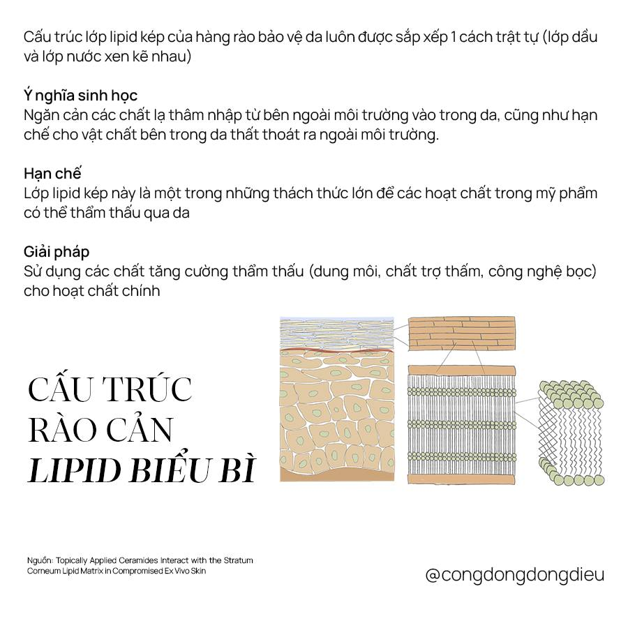 Cấu trúc lipid biểu bì