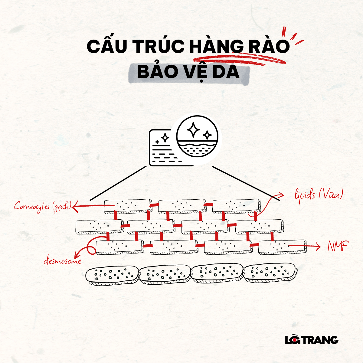 tac-dung-phu-cua-retinol-lam-hao-hut-nhan-to-giu-am-tu-nhien-nmf-co-trong-hang-rao-bao-ve-da-2