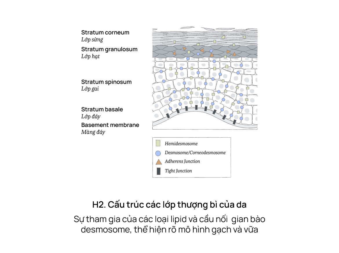 Cấu trúc các lớp thương bì của da