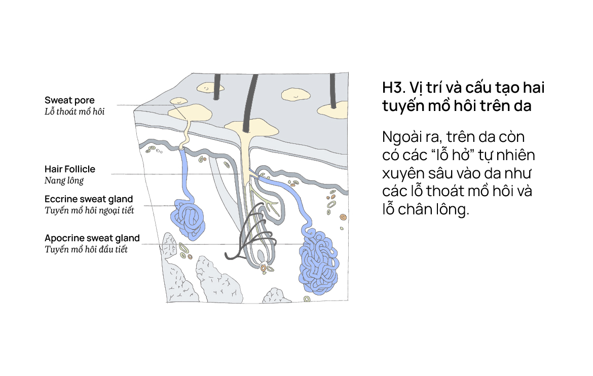 Làn da không thể hấp thụ nước từ bên ngoài? Mỹ phẩm chỉ là cú lừa lịch sử?