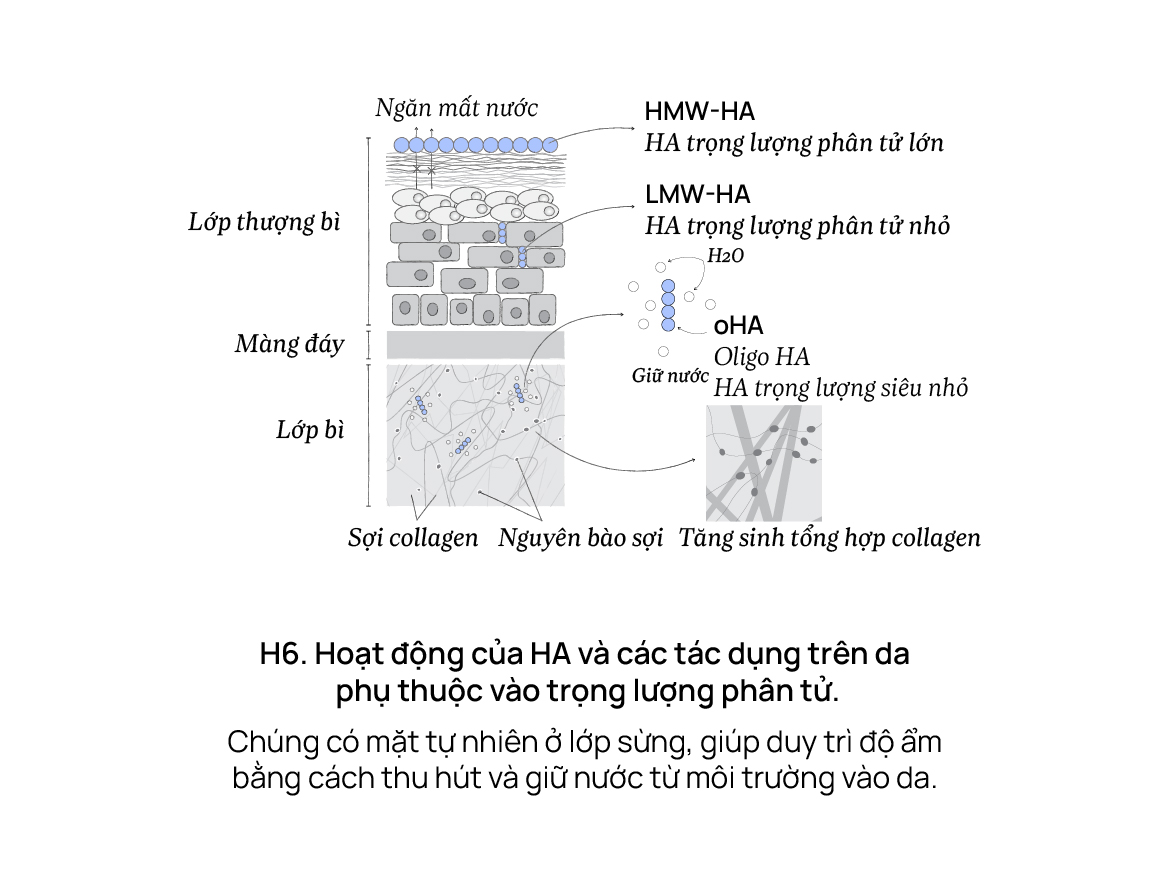 Làn da không thể hấp thụ nước từ bên ngoài? Mỹ phẩm chỉ là cú lừa lịch sử?