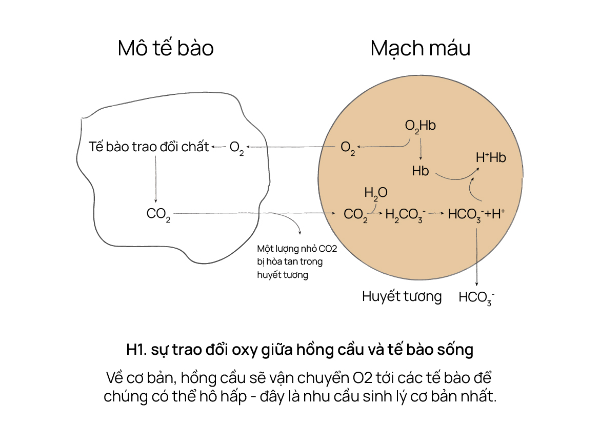 Sao có những sản phẩm chống oxy hóa rồi, mà lại có thêm những sản phẩm cấp oxy cho da nữa?