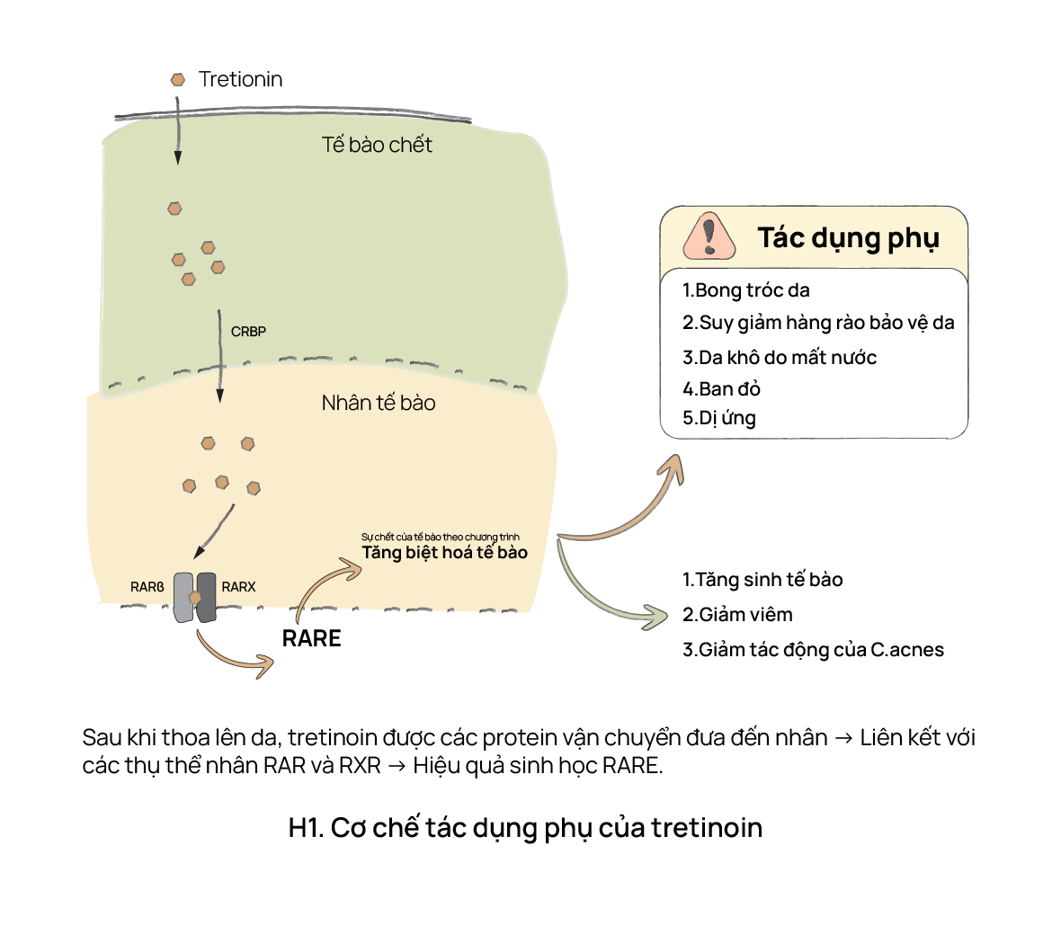 Kích ứng do tretinoin - Cơ chế và cách khắc phục