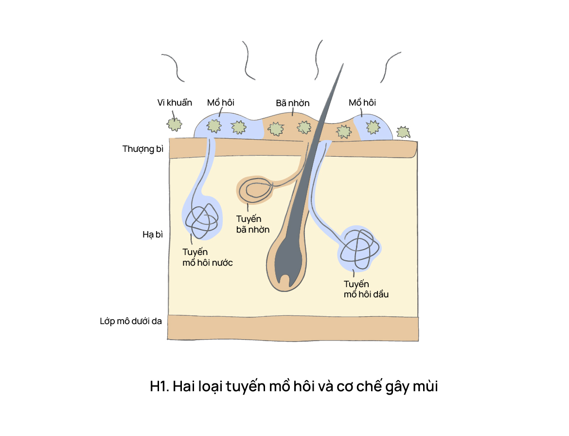 Mồ hôi và câu chuyện mùi hương