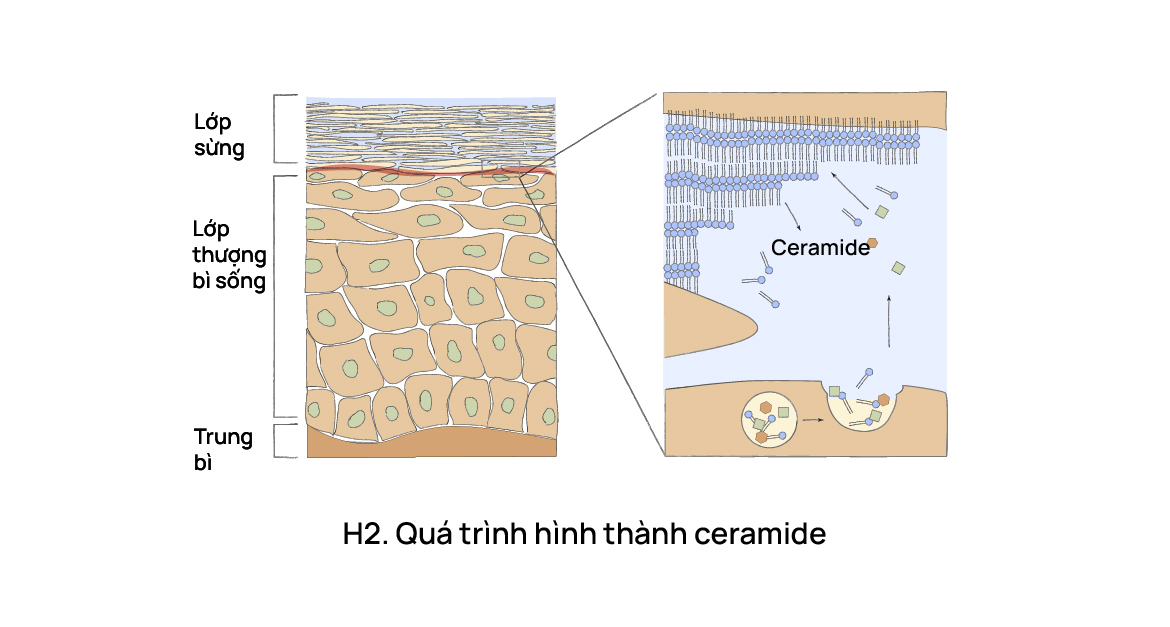 Thực hư về da tiết dầu do thiếu nước phải dùng serum cấp nước?