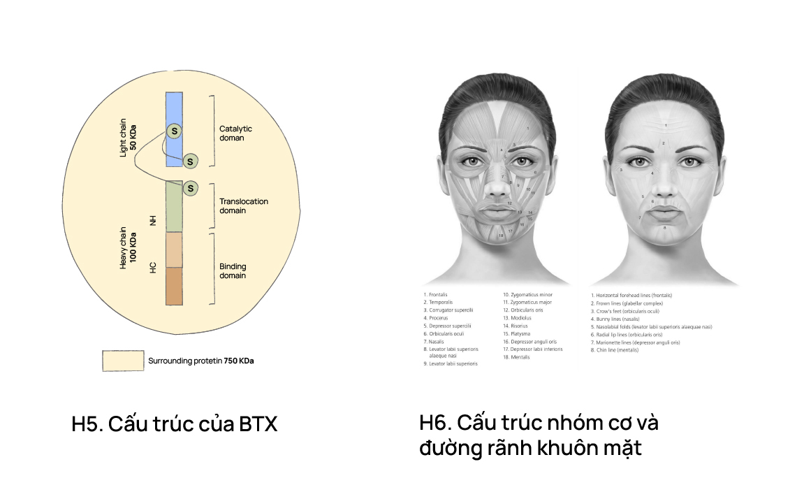 Những điều cần biết khi sử dụng botox (botulinum toxin)?