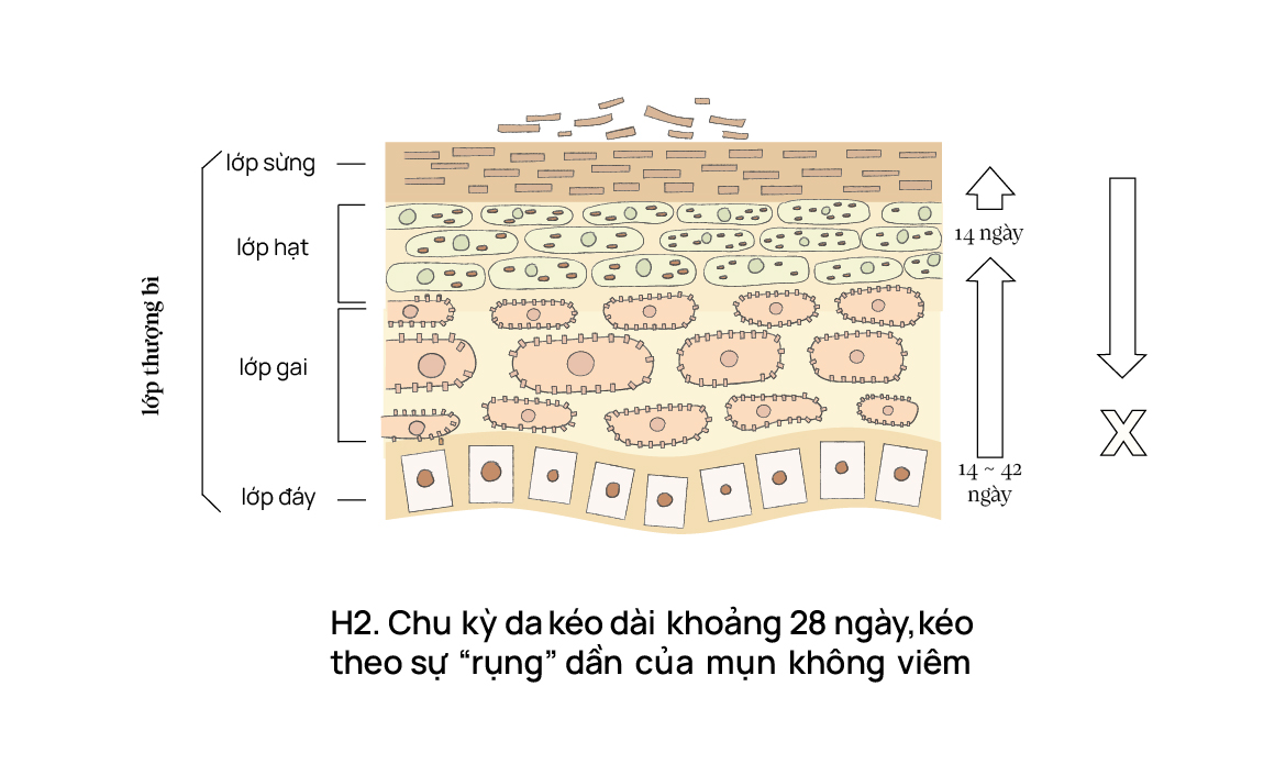 Chu kỳ da kéo dài khoảng 28 ngày, kéo theo sự "rụng dần" của mụn không viêm