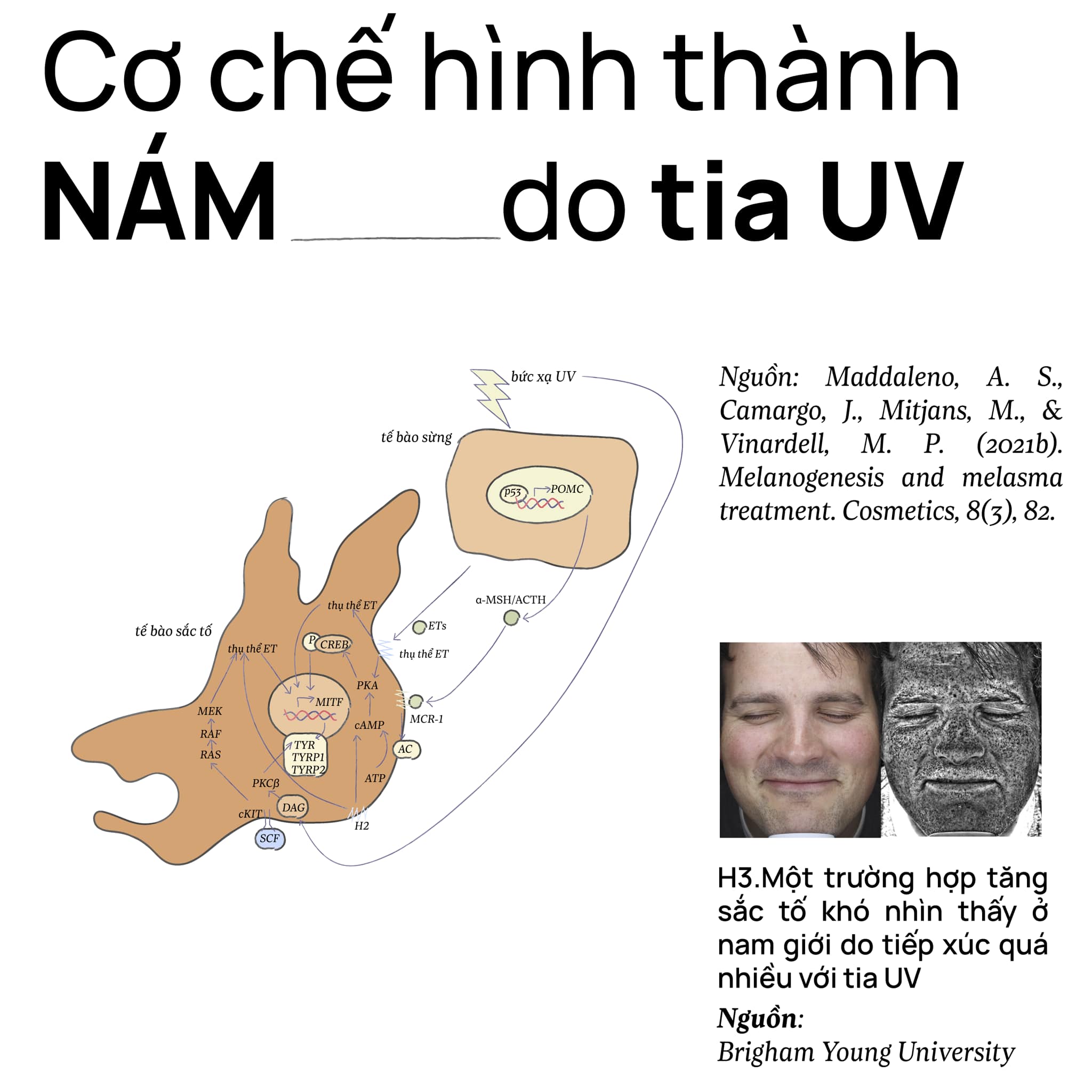 nam-va-hormone