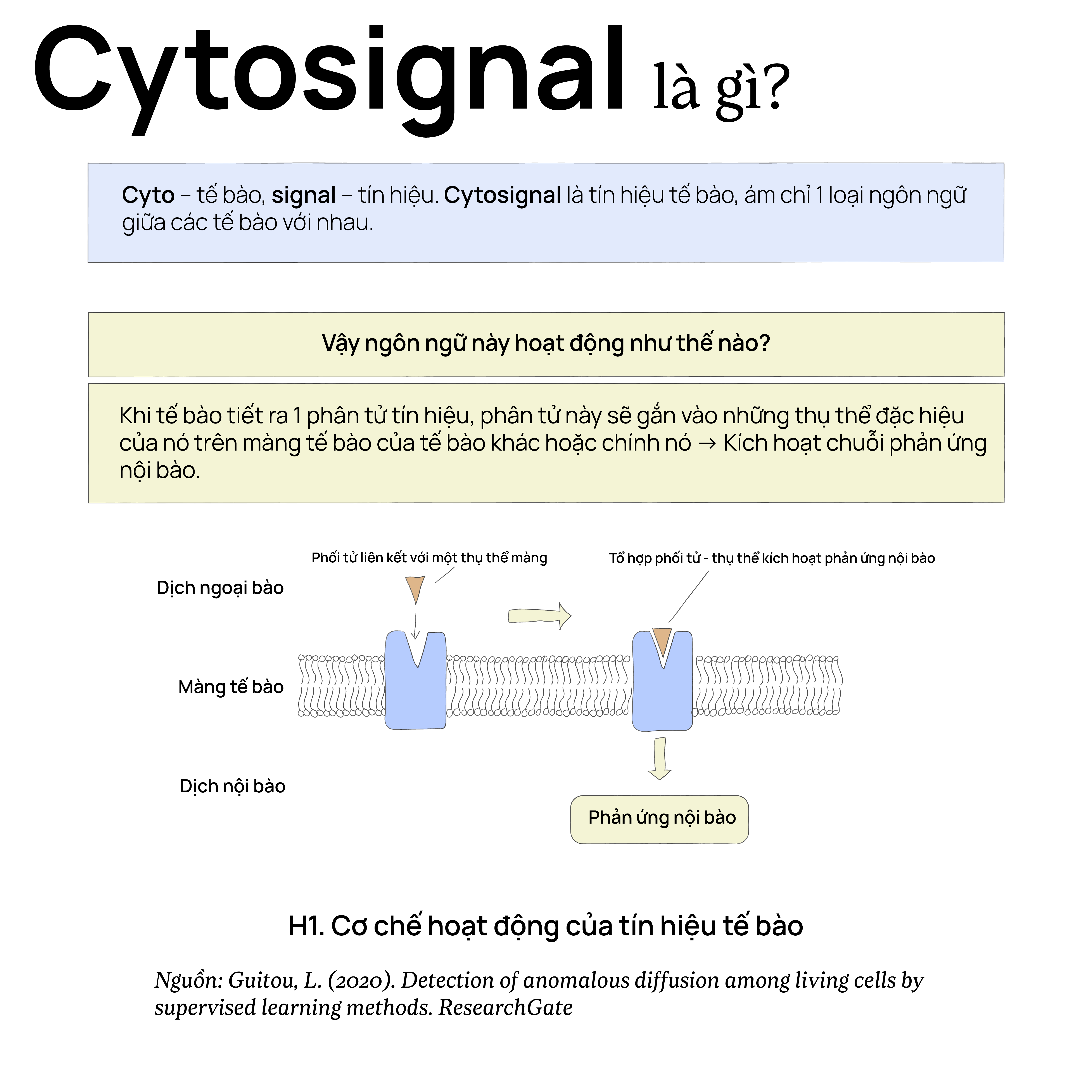 cytosignal-yeu-to-tang-truong