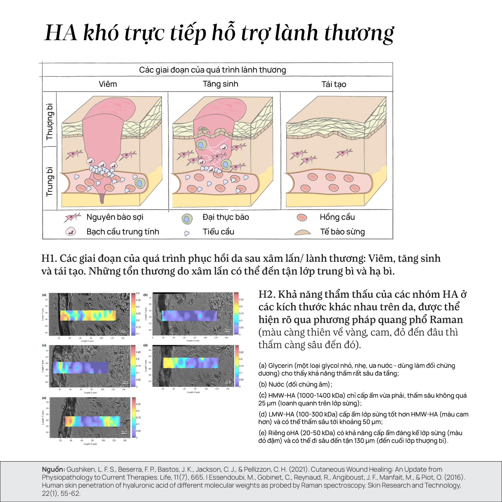 Có phải bạn đang đánh giá quá cao HA (Hyaluronic Acid) và Vitamin B5?