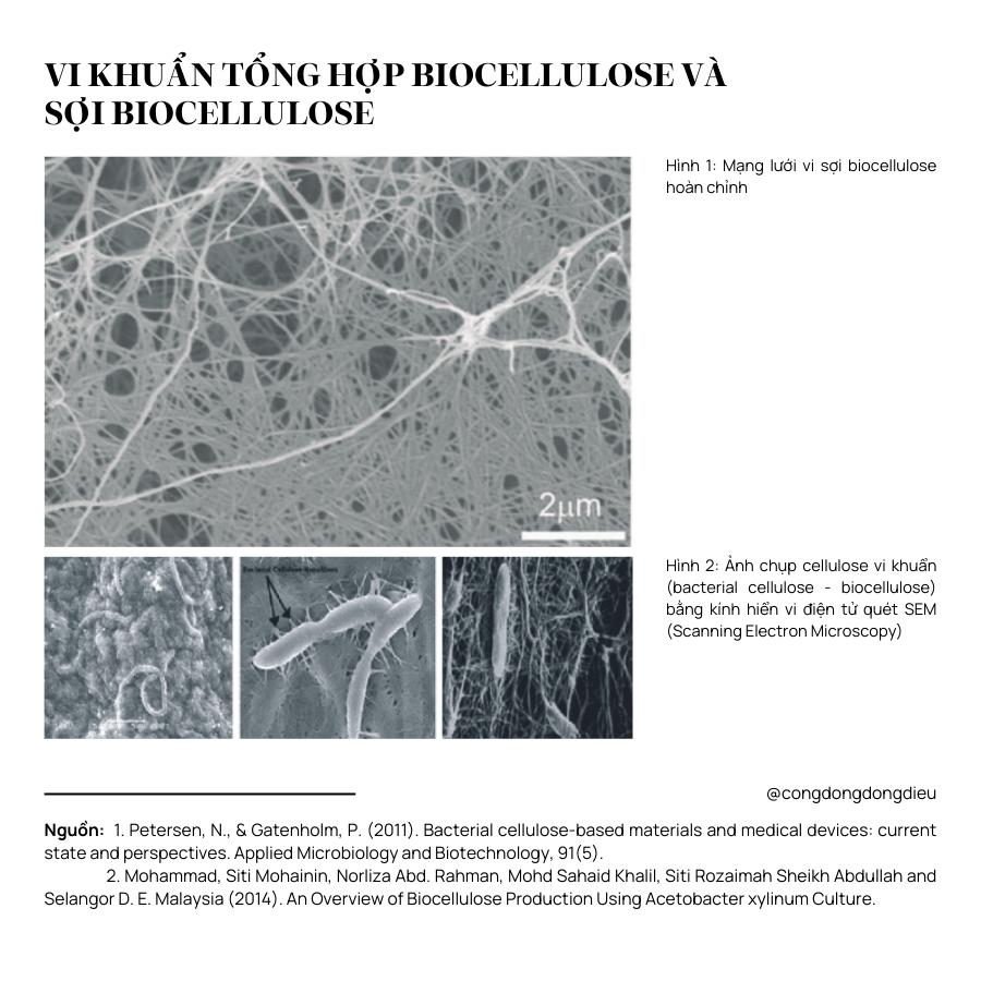 Lý giải về chất liệu mặt nạ Biocellulose từ góc nhìn hoá học