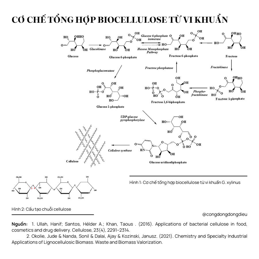 Lý giải về chất liệu mặt nạ Biocellulose từ góc nhìn hoá học