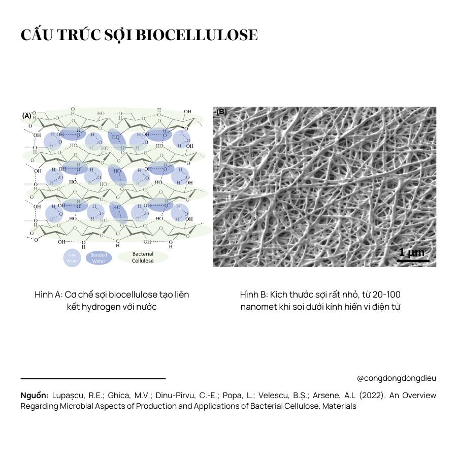 Lý giải về chất liệu mặt nạ Biocellulose từ góc nhìn hoá học