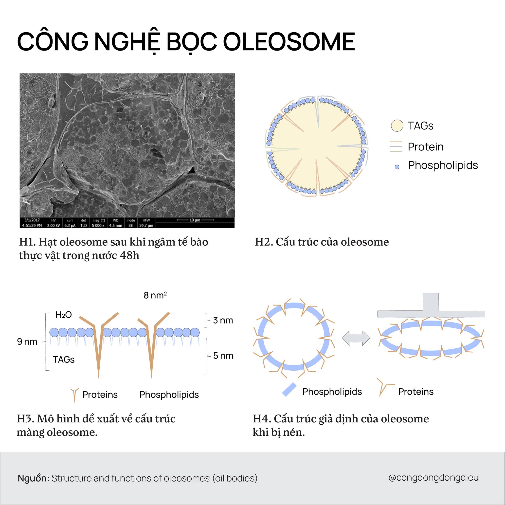 Tản mạn về những công nghệ bọc retinol